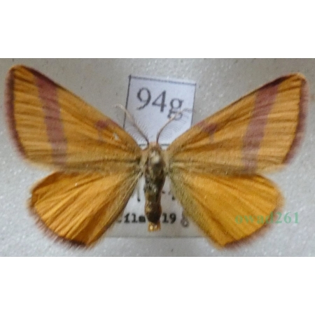 Lythria cruentaria (Hufnagel, 1767) Sudamek szczawiak Slovakia94g